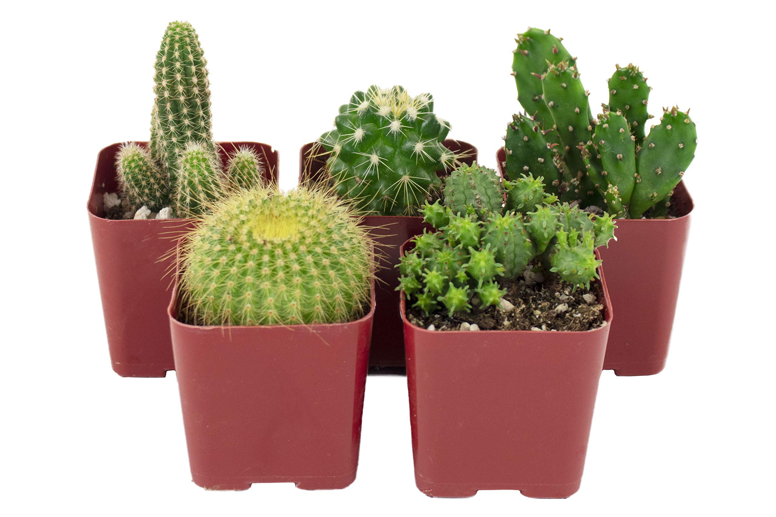 Nala ナラ Cactus all in one Nala・ナラ・Cactus all in one・nala